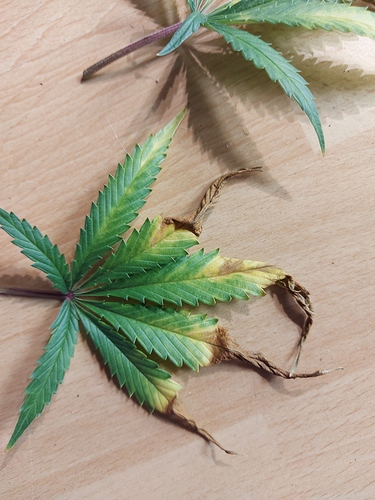Growreport Bild 7