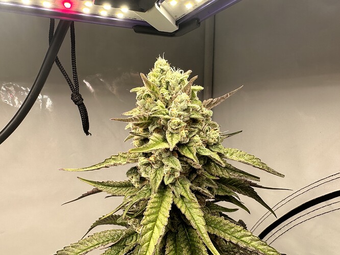 Growreport Bild 14