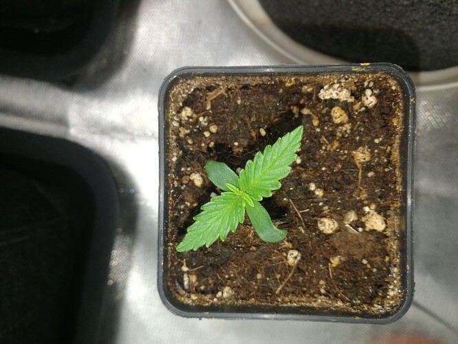 ixchel day 5