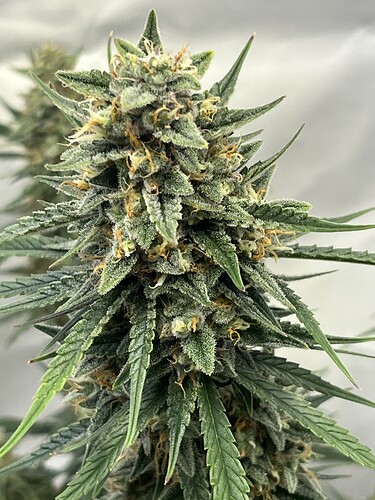 Growreport Bild 21