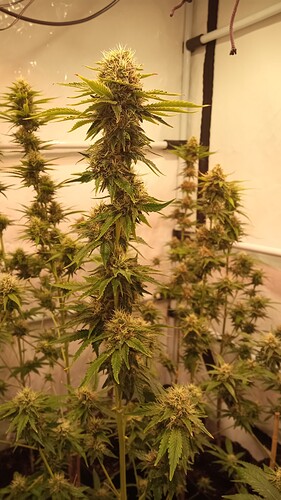 Growreport Bild 9