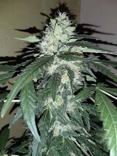 Growreport Bild 6
