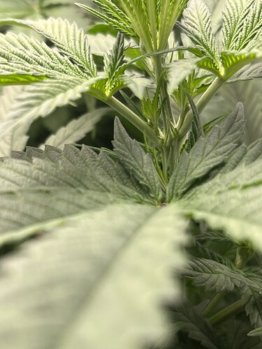 Growreport Bild 6