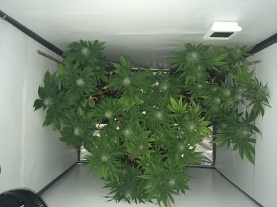 Growreport Bild 1