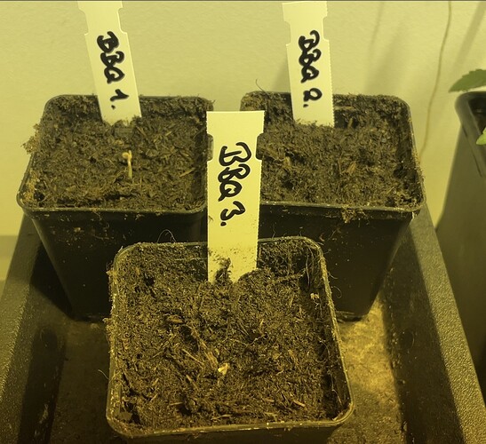 Growreport Bild 17