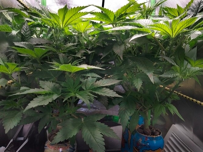 Growreport Bild 6