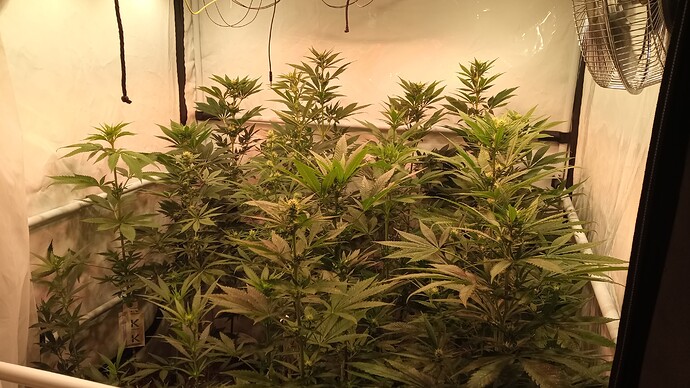 Growreport Bild 64