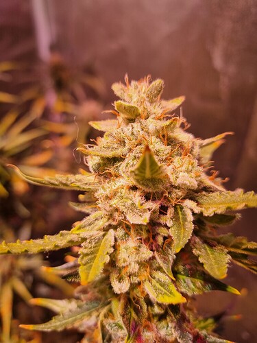 Growreport Bild 5