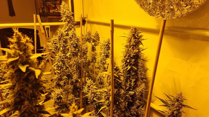 Growreport Bild 8