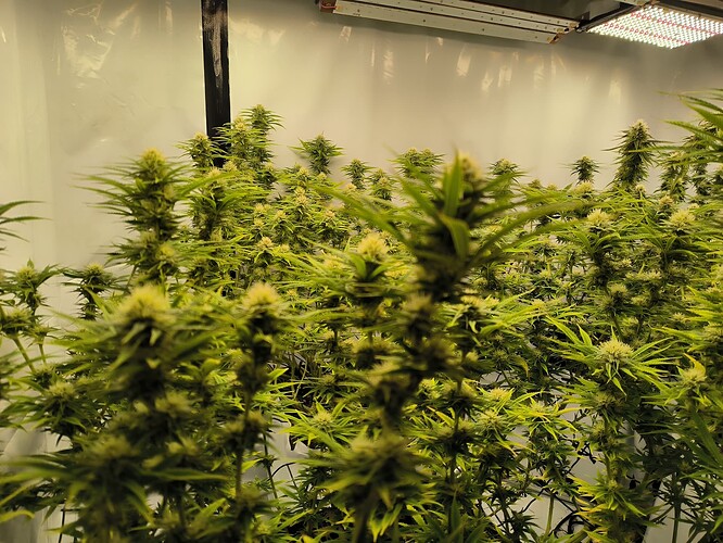 Growreport Bild 1