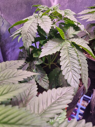 Growreport Bild 36