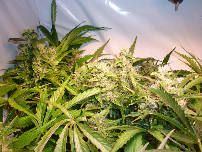 Growreport Bild 3