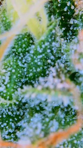 Growreport Bild 3