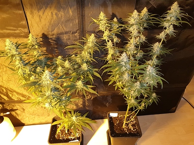 Growreport Bild 28