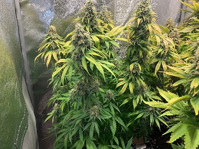 Growreport Bild 3