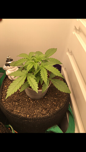 Growreport Bild 18