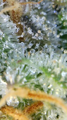 Growreport Bild 27
