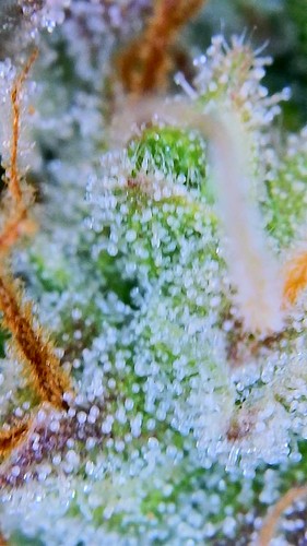 Growreport Bild 11