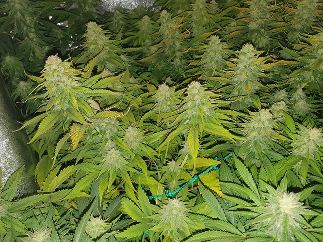 Growreport Bild 1