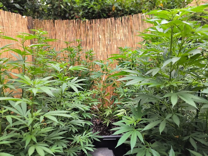 Growreport Bild 1