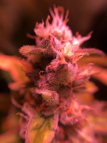 Growreport Bild 4