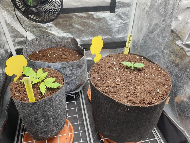 Growreport Bild 6