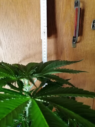 Growreport Bild 24