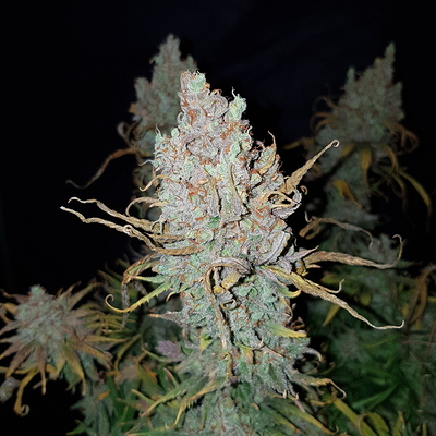 Growreport Bild 18