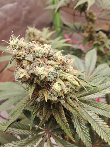 Growreport Bild 3