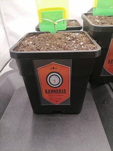 Growreport Bild 46