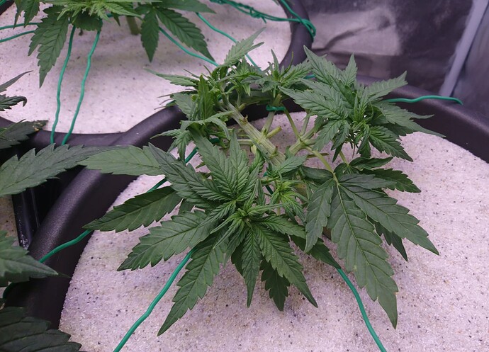 Growreport Bild 2