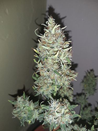Growreport Bild 11