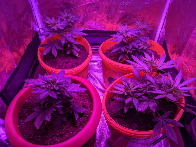 Growreport Bild 1