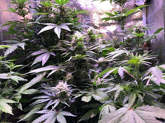 Growreport Bild 10