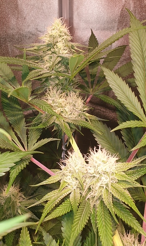 Growreport Bild 4