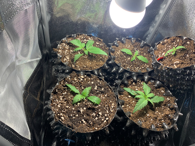 Growreport Bild 1