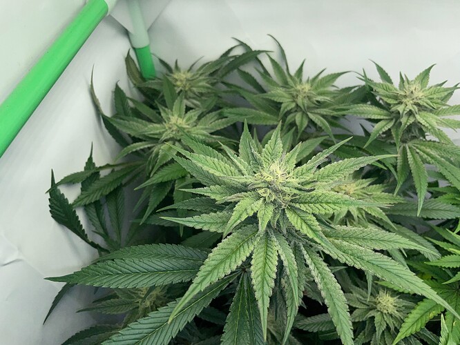 Growreport Bild 8