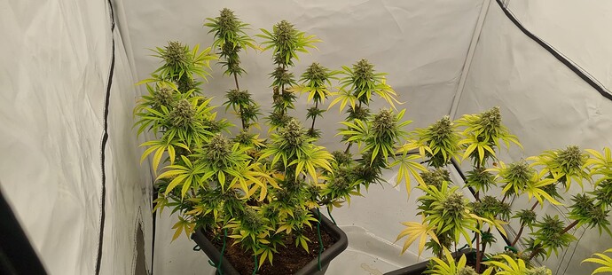 Growreport Bild 15