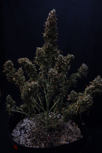 Growreport Bild 9