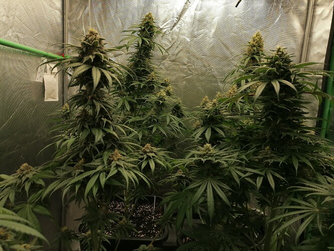 Growreport Bild 6