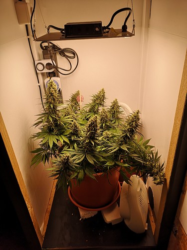 Growreport Bild 1