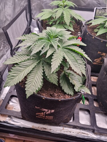 Growreport Bild 8