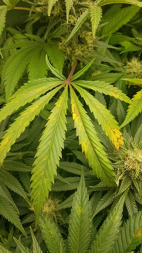 Growreport Bild 25