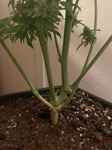 Growreport Bild 3