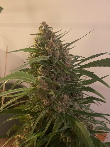 Growreport Bild 17
