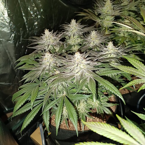 Growreport Bild 4