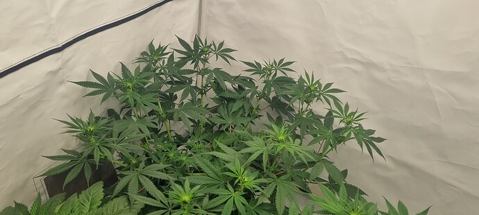 Growreport Bild 15
