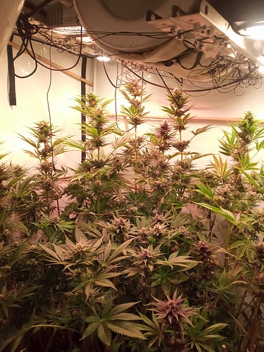 Growreport Bild 25