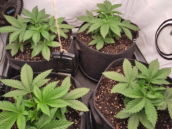 Growreport Bild 11