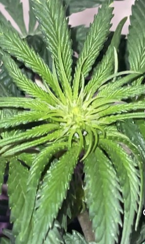 Growreport Bild 31